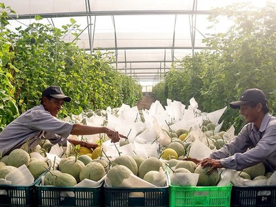 Ngoài công nghiệp, nông nghiệp cũng đang là thỏi nam châm hút vốn cho tỉnh Bình Dương.