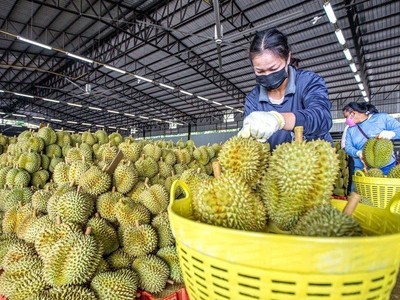 Rau quả, gạo, cà phê và hạt điều đã mang về doanh thu xuất khẩu 13 tỷ USD 7 tháng năm 2024.