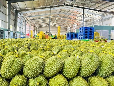 Xuất khẩu gần 800 triệu USD sầu riêng qua cửa khẩu Kim Thành, Lào Cai