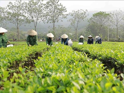 (Ảnh minh họa: Vũ Sinh/TTXVN)