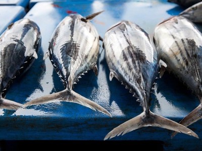 Quy định không khai thác cá ngừ vằn dưới 50 cm đẩy ngư dân các tỉnh ven biển vào tình trạng hoang mang, lo lắng.