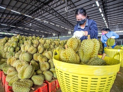 Sầu riêng Việt Nam đắt hàng xuất khẩu sang thị trường tỷ dân.