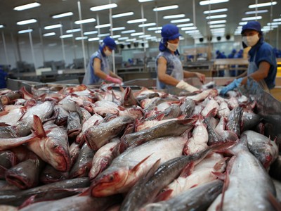 Giá xuất khẩu cá tra sang Mỹ, Trung Quốc, EU có thể tiếp tục cải thiện do nhu cầu tăng lên 