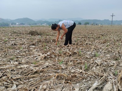 Bão số 3 đã gây ra những thiệt hại nặng nề cho sản xuất nông nghiệp tỉnh Yên Bái. 