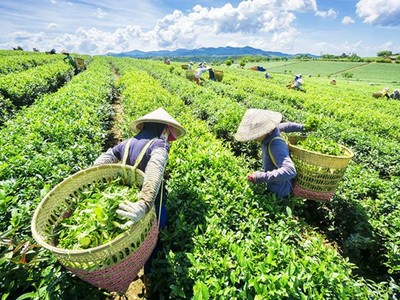 Việt Nam là một trong 5 quốc gia xuất khẩu chè top đầu thế giới.
