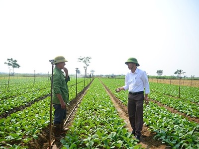  Hợp tác xã Dịch vụ nông nghiệp Đông Cao (huyện Mê Linh).