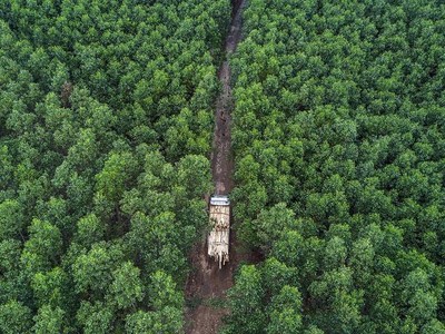 Việt Nam sở hữu nhiều tiềm năng về tín chỉ carbon, đặc biệt là lợi thế đến từ ngành nông nghiệp.