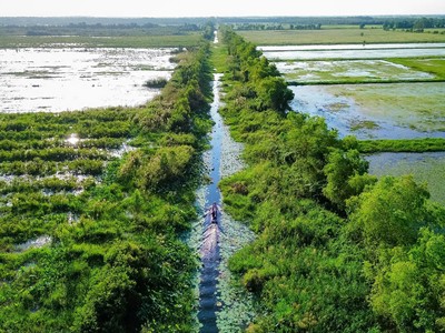 C.P. Việt Nam bàn giao dự án phục hồi 17 ha rừng tràm tỉnh Long An