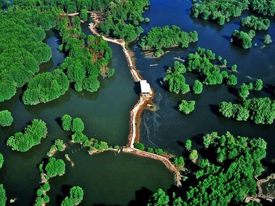 Rừng ngập mặn Việt Nam có tiềm năng lớn trong việc tạo ra tín chỉ "Blue Carbon".