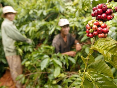 Giá xuất khẩu cà phê tăng tới hơn 50% so với cùng kỳ năm 2023.