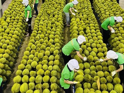 Một trong những thị trường nhập khẩu lớn trái cây của Việt Nam là thị trường Trung Quốc.