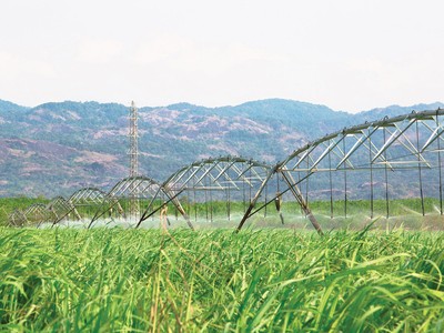 Niên độ 2024 - 2025, SBT dự báo tăng trưởng đột phá nhờ chiến lược mở rộng vùng nguyên liệu 