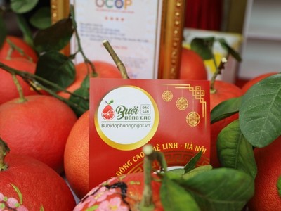 Sản phẩm bưởi đỏ của Hợp tác xã Bưởi đỏ Đông Cao đã được UBND thành phố Hà Nội công nhận 4 sao trong Chương trình mỗi xã một sản phẩm (OCOP).