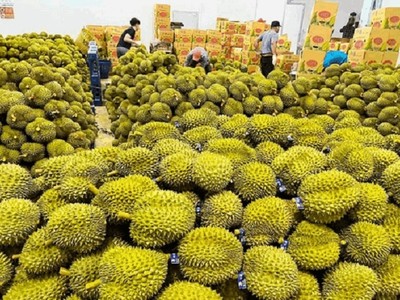 EU tăng tần suất kiểm tra sầu riêng Việt Nam lên 20%. 