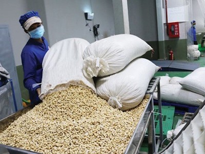 Việt Nam đã xuất khẩu 730.000 tấn hạt điều trong năm 2024, thu về 4,37 tỷ USD, tăng 20,2% về trị giá so với năm 2023. 