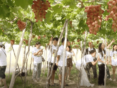 Hơn 100.000 lượt du khách đến Phú Yên, Ninh Thuận dịp Tết Nguyên đán 