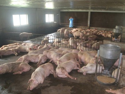 Một dự án chăn nuôi lợn quy mô trang trại tại huyện Cam Lộ, tỉnh Quảng Trị. Ảnh: Tiến Nhất