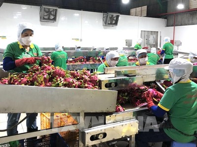 Xuất khẩu nông sản sang EU phải tuân thủ các yêu cầu mới về an toàn thực phẩm và bền vững. 