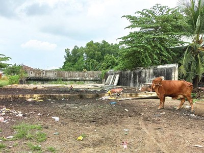 Dự án 2,7 km đường Vành đai 2 TP.HCM đã dừng thi công 5 năm, công trường Dự án trở thành nơi chăn thả gia súc