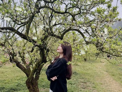 Thời điểm hiện tại, hoa mận đã thưa dần, nhường chỗ cho những tán lá non xanh mướt. Ảnh: Hải Yến