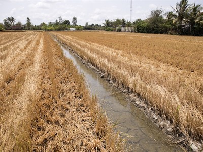 Xâm nhập mặn làm chết cây trồng. (Ảnh minh hoạ: Internet)