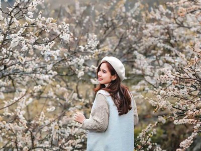 Sắc trắng tinh khôi của hoa mận kéo hàng trăm ngàn lượt du khách về với Mộc Châu trong những ngày đầu năm (Ảnh: H.H) 