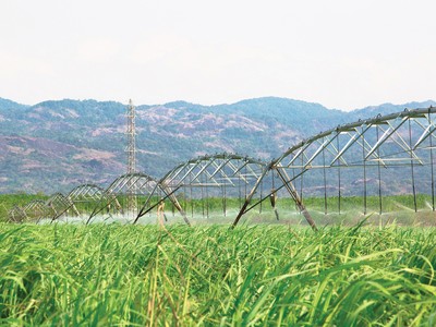 Các nhà sản xuất đường trong nước đang hưởng lợi từ diễn biến thị trường đường toàn cầu