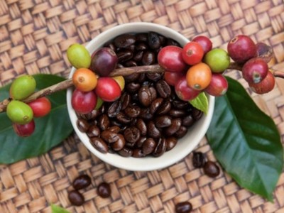 Giá cà phê tăng cao lịch sử, dự báo xô đổ kỷ lục xuất khẩu cũ 
