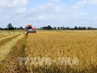 Ảnh: Bùi Giang/TTXVN