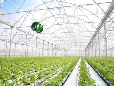 Hà Nội sẽ phát triển chuỗi cung ứng hiện đại, liên kết sản xuất với tiêu thụ, hỗ trợ xây dựng thương hiệu nông sản công nghệ cao.