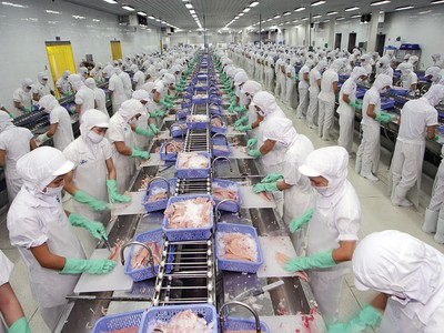 Giá cá tra nguyên liệu tăng mạnh từ giữa năm 2024 và đang ở mức cao nhất trong vòng 3 năm