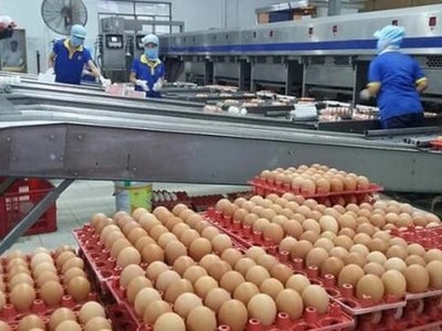 Singapore chính thức mở cửa thị trường một số sản phẩm thịt và trứng gia cầm từ Việt Nam. 