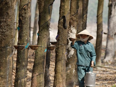 Năm nay, Cao su Phước Hòa đặt chỉ tiêu lợi nhuận giảm 23,4% so với mức thực hiện năm ngoái