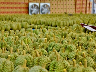 Xuất khẩu sầu riêng giảm mạnh đã kéo xuất khẩu toàn ngành rau quả đi xuống.