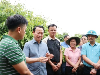 Bộ trưởng Bộ Nông nghiệp và Môi trường Đỗ Đức Duy kiểm tra vùng trồng vải thiều ở Bắc Giang.