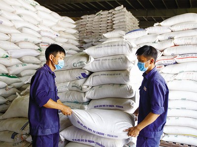 Doanh nghiệp xuất khẩu gạo đang rất lo lắng về dự thảo quy định mới với ngành hàng xuất khẩu này. Ảnh: Đức Thanh