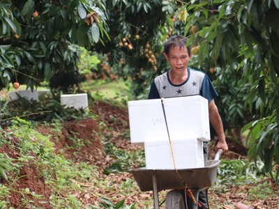 Vụ vải năm 2025 toàn huyện Tân Yên có gần 1.400 ha vải thiều chín sớm được cấp mã số vùng trồng. Ảnh: Linh Nguyễn