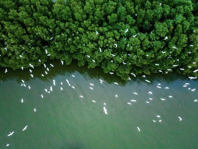 Việt Nam có tiềm năng giao dịch 57 triệu tín chỉ carbon rừng mỗi năm.