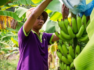 Chuối, dứa, dừa và chanh leo đang có xu hướng mở rộng xuất khẩu và phát triển chế biến sâu.