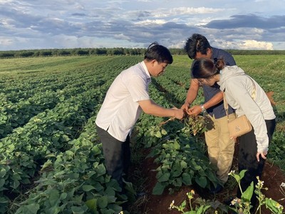Vùng trồng khoai lang của Dự án Khu nông nghiệp công nghệ cao Chư Sê của Công ty cổ phần Sản xuất và Xuất nhập khẩu Việt Phúc. Ảnh: Công ty Việt Phúc. 