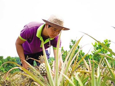 Trái cây Việt cần chiến lược bài bản và liên kết bền chặt hơn để gia nhập nhóm hàng tỷ USD. 