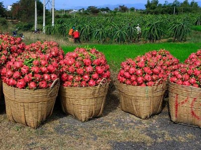 Các quy định về giấy an toàn thực phẩm phục vụ xuất khẩu đang cản bước nhiều nông sản Việt.