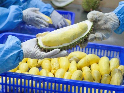 Việt Nam lần đầu ban hành chính thức quy trình kiểm soát việc xuất khẩu sầu riêng.
