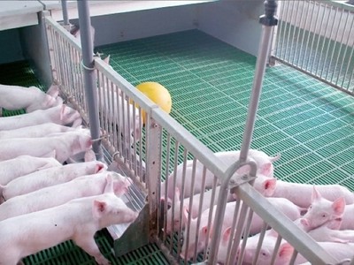 Không để dịch tả lợn châu Phi vượt tầm kiểm soát vì sự lơ là và giấu dịch 