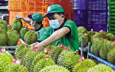 Xuất khẩu sầu riêng đang đứng trước áp lực cạnh tranh gay gắt 