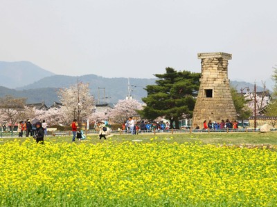 Lễ hội Hoa anh đào Gyeongju. Ảnh: KTO Việt Nam.