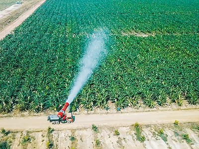 Cánh đồng sản xuất của HAGL Agrico - một doanh nghiệp đã thực hiện soát xét tài chính bán niên 2025. Ảnh: Minh Thi 