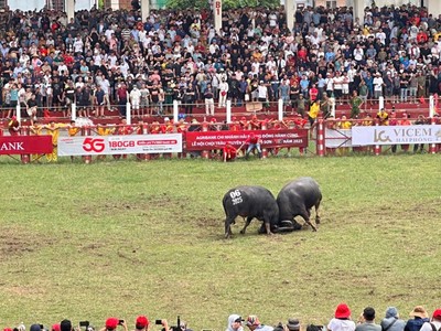 Lễ hội chọi trâu Đồ Sơn - nét văn hóa độc đáo miền biển Hải Phòng 