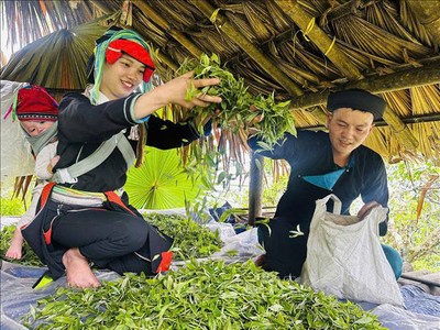 Ở Hợp tác xã Hệ sinh thái du lịch Suối Giàng (Lào Cai), đồng bào Mông chính là chủ thể đánh thức “vàng xanh” của núi rừng.