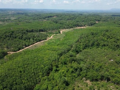 Tỉnh Gia Lai có nhiều diện tích cây cao su còi cọc, kém phát triển đang chờ được chuyển đổi. Ảnh: T.T 